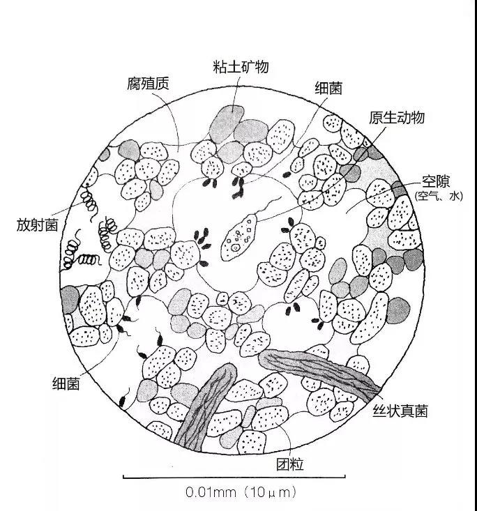 五常大米